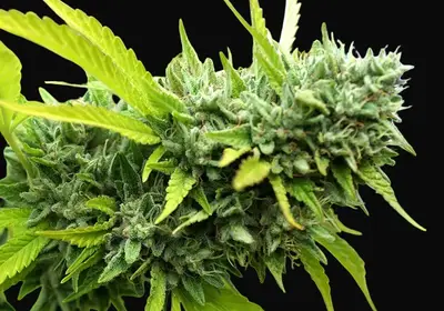Mango OG Auto