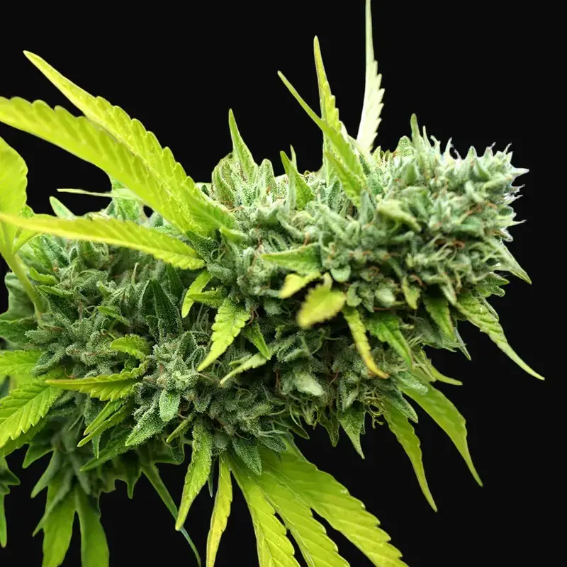 Mango OG Auto