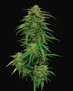 Mango Sherbert Auto
