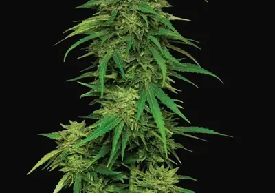 Mango Sherbert Auto