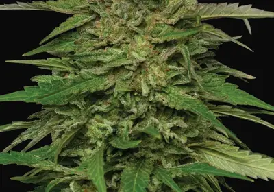 Mango Sherbert