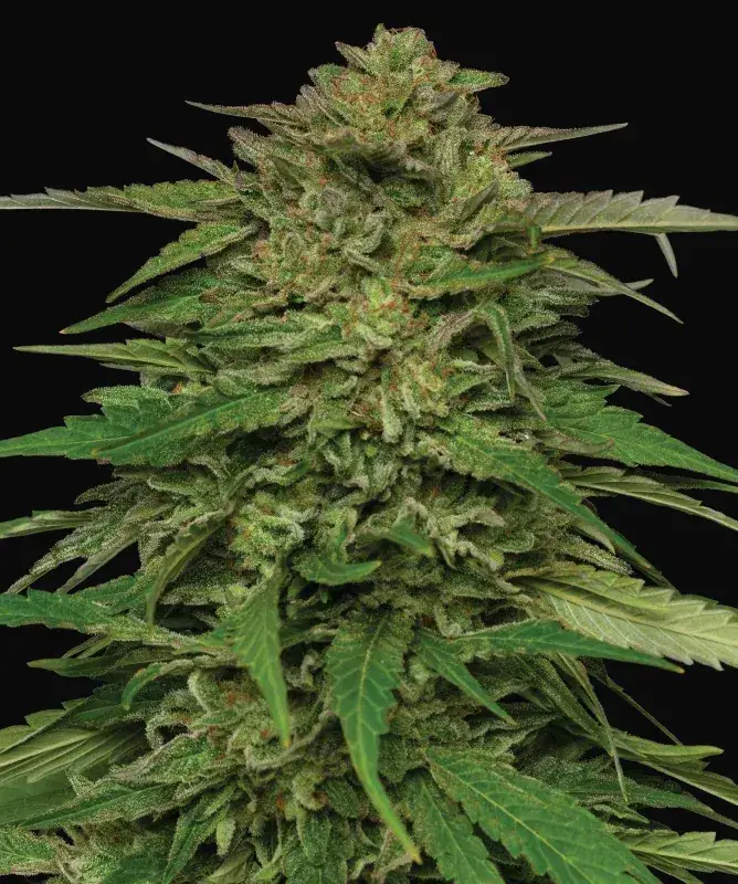 Mango Sherbert