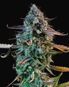Mango Smile Auto