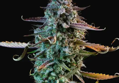 Mango Smile Auto
