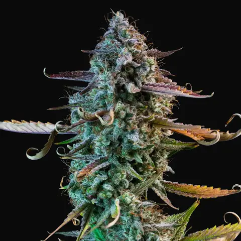 Mango Smile Auto