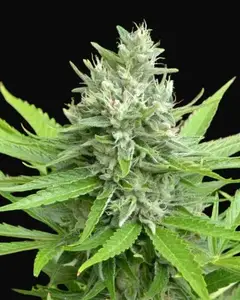 Mango Widow