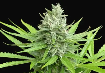 Mango Widow