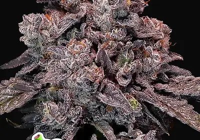Mangosteen Glitch Auto