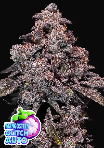 Mangosteen Glitch Auto