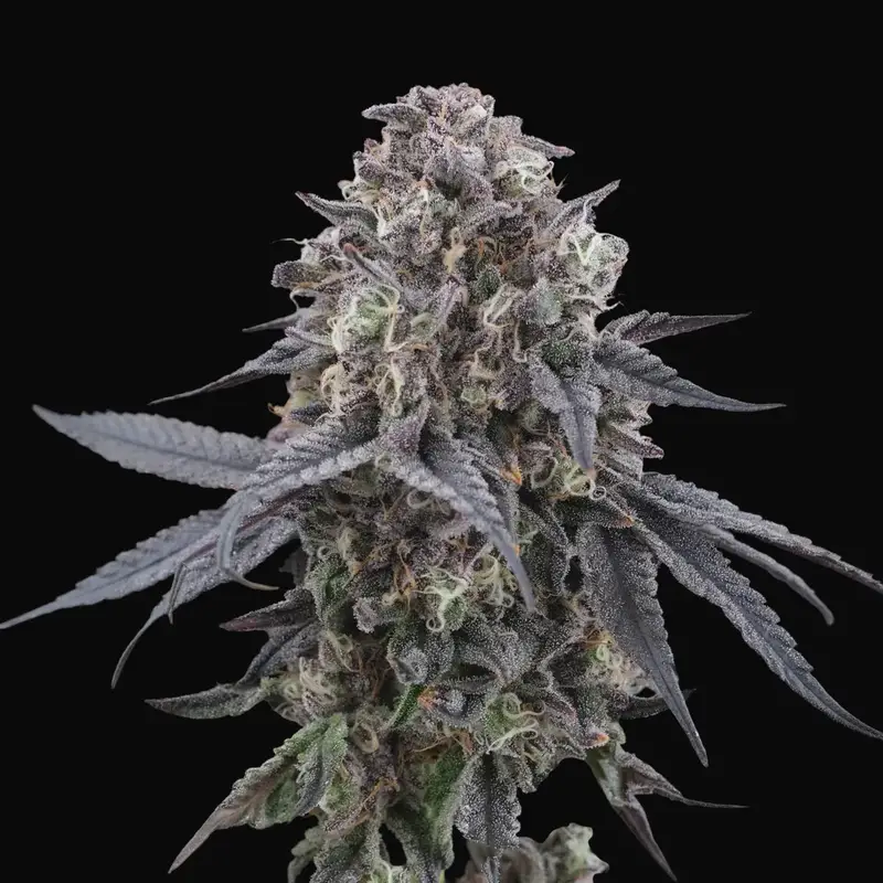 Mangozteen