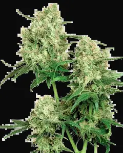 Maple Leaf Indica