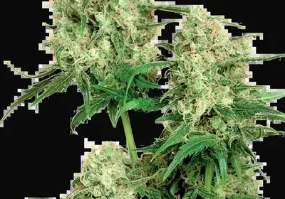 Maple Leaf Indica
