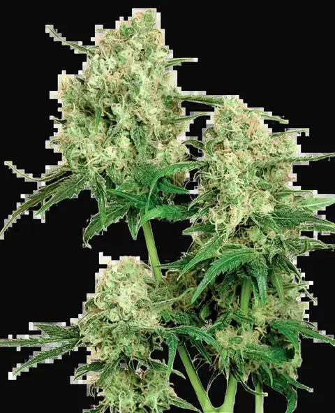 Maple Leaf Indica