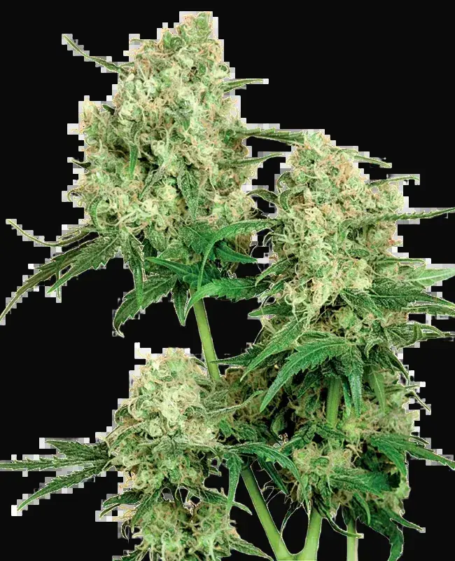 Maple Leaf Indica