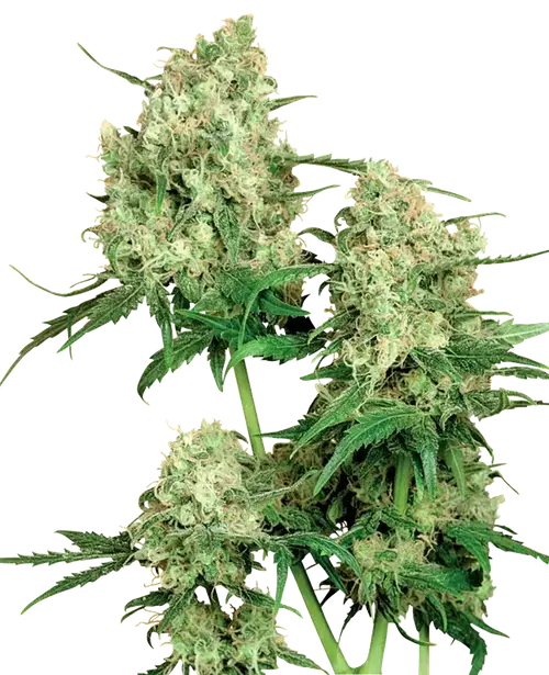 Maple Leaf Indica