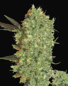 Marley's Bud