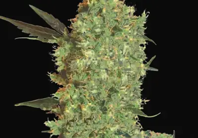 Marley's Bud