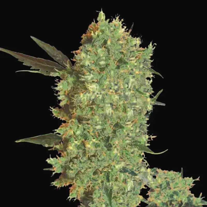 Marley's Bud