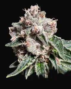 Mars Mellow