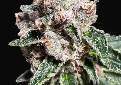 Mars Mellow