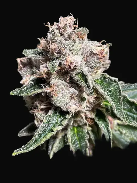 Mars Mellow