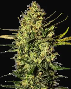 Master Kush Automatic