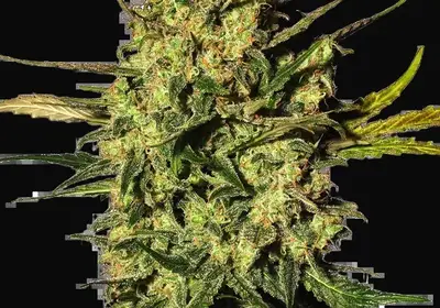 Master Kush Automatic