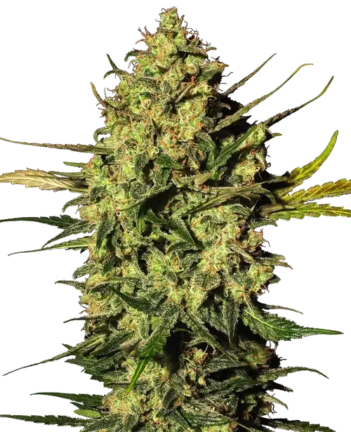 Master Kush Automatic