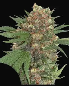 Master Kush