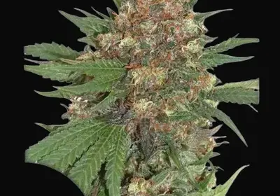 Master Kush