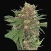 Master Kush