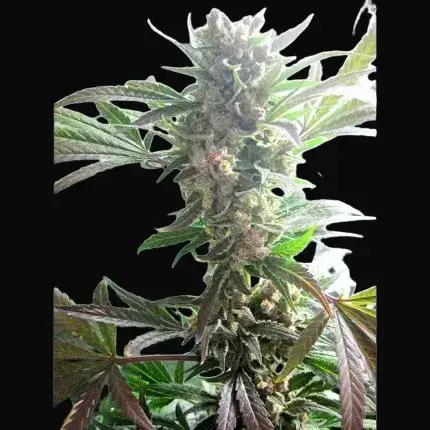 Master Kush — zdjęcie 2