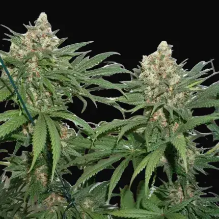 Master Kush — zdjęcie 5