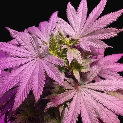 Master Kush — zdjęcie 4