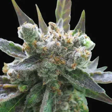 Master Kush — zdjęcie 3