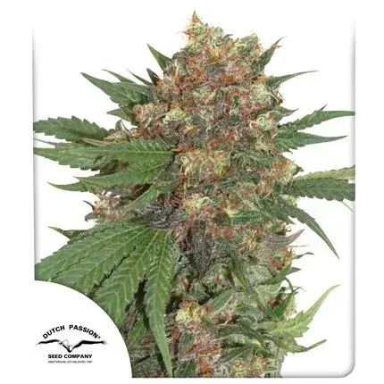 Master Kush