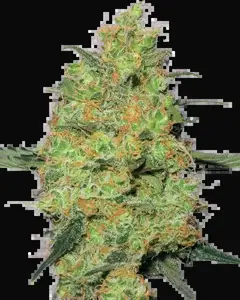 Master Kush Feminized