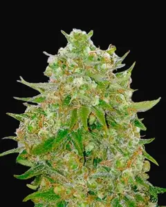 Master Kush Grand