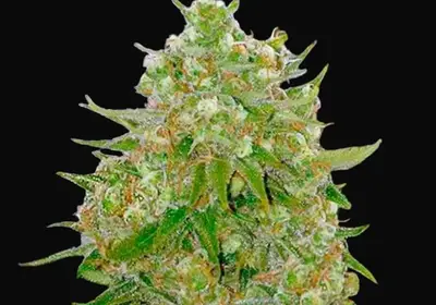 Master Kush Grand