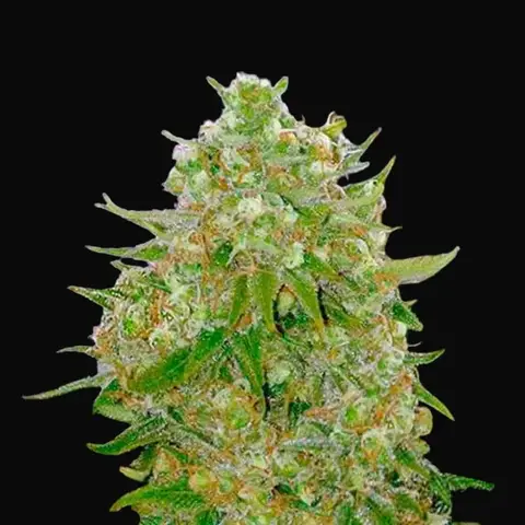 Master Kush Grand
