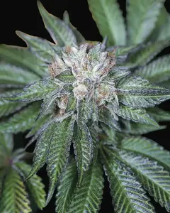 Master Kush