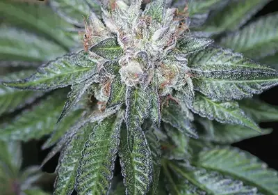 Master Kush