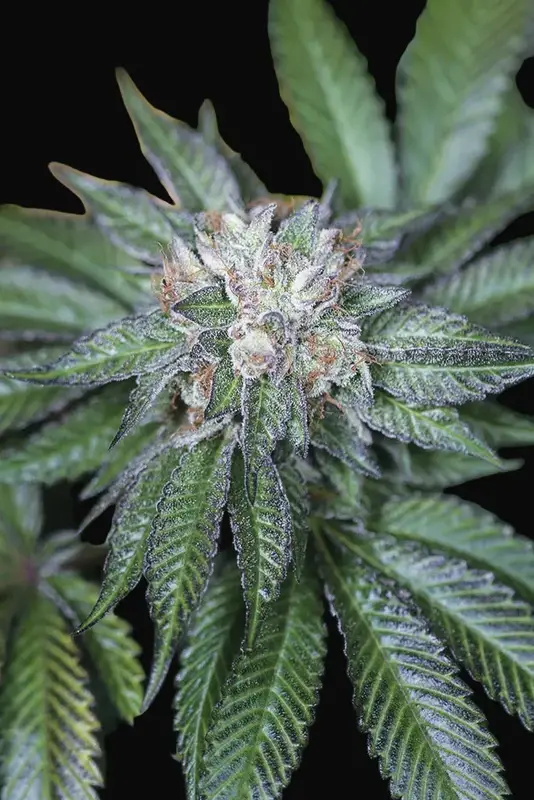Master Kush
