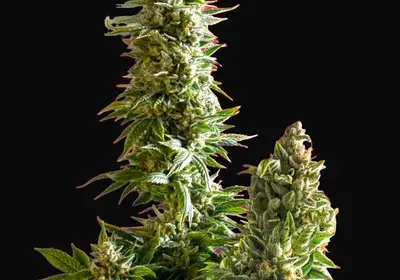 Master Kush