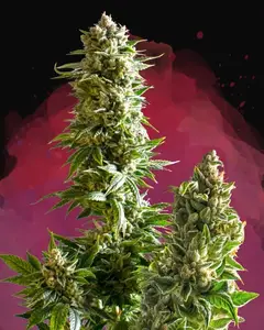 Master Kush