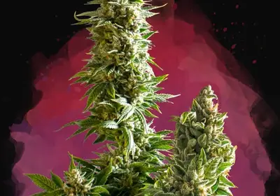 Master Kush
