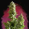 Master Kush