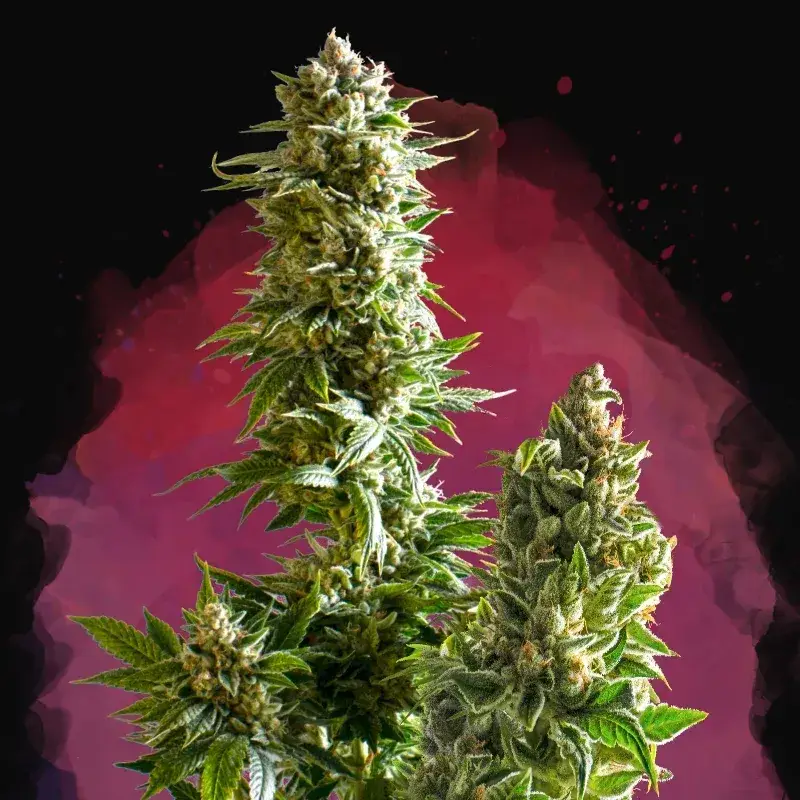 Master Kush
