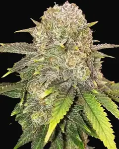 Master Kush RBX