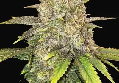 Master Kush RBX